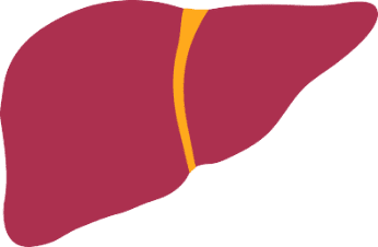 Health liver icon